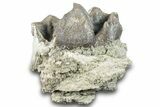 Fossil Titanothere (Megacerops) Partial Molar - Nebraska #281725-1
